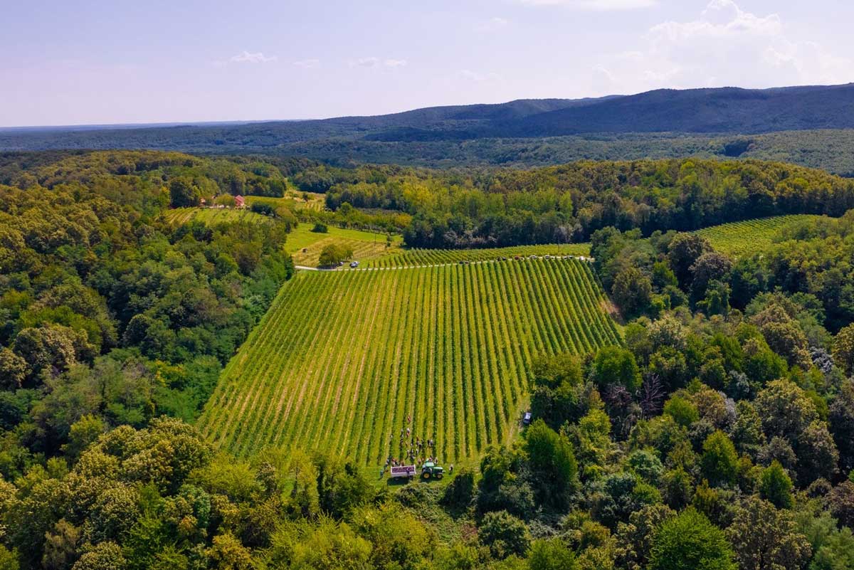 Sylvaner-Orahovica-subregion-Martin-vineyard