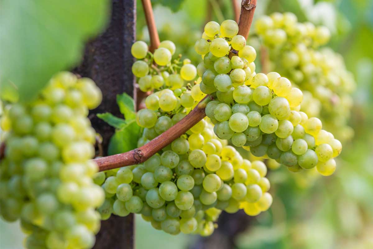 Sylvaner-grape-variety