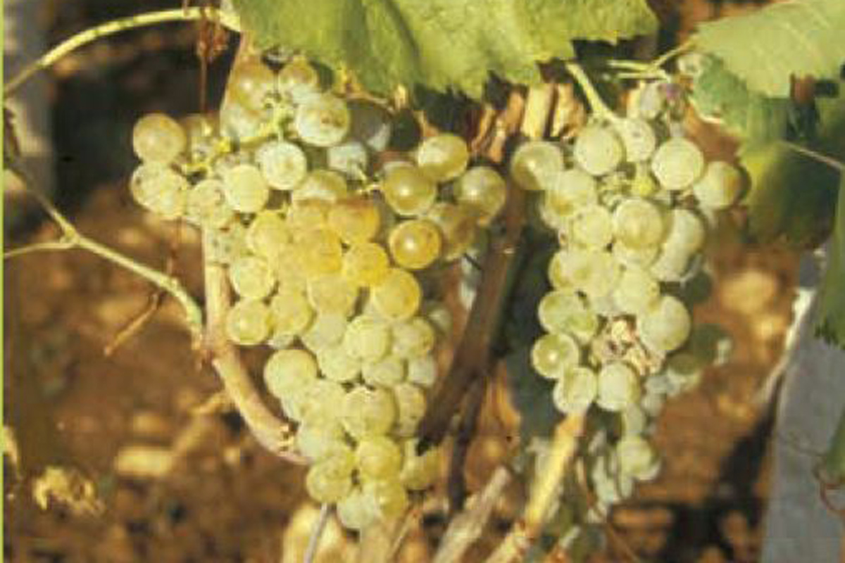 Dalmatian-Wine-Varieties-Bogdanusa