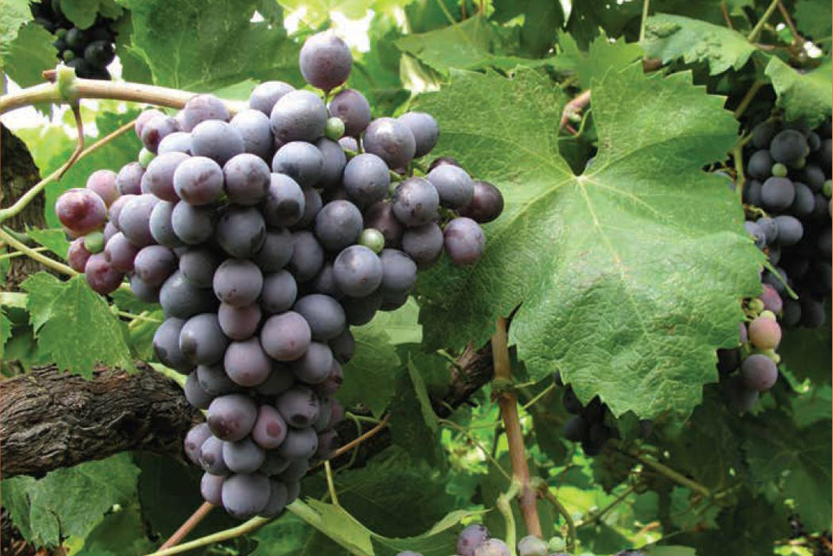Dalmatian-Wine-Varieties-Darnekusa