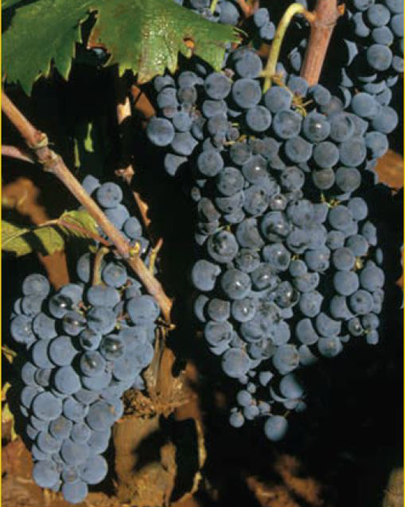 Dalmatian-Wine-Varieties-Dobricic