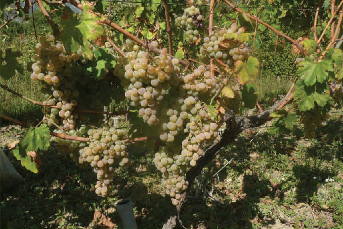 Dalmatian-Wine-Varieties-Kujundzusa