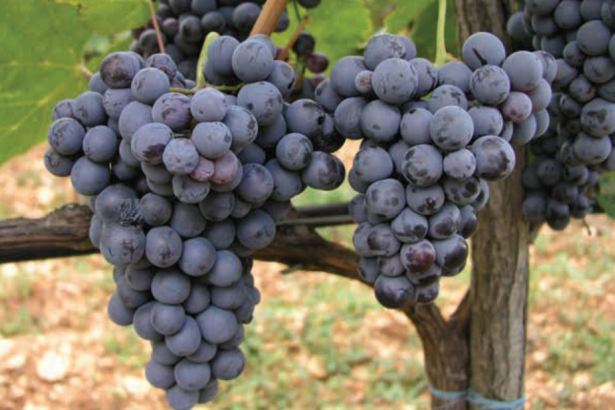 Dalmatian-Wine-Varieties-Lasina