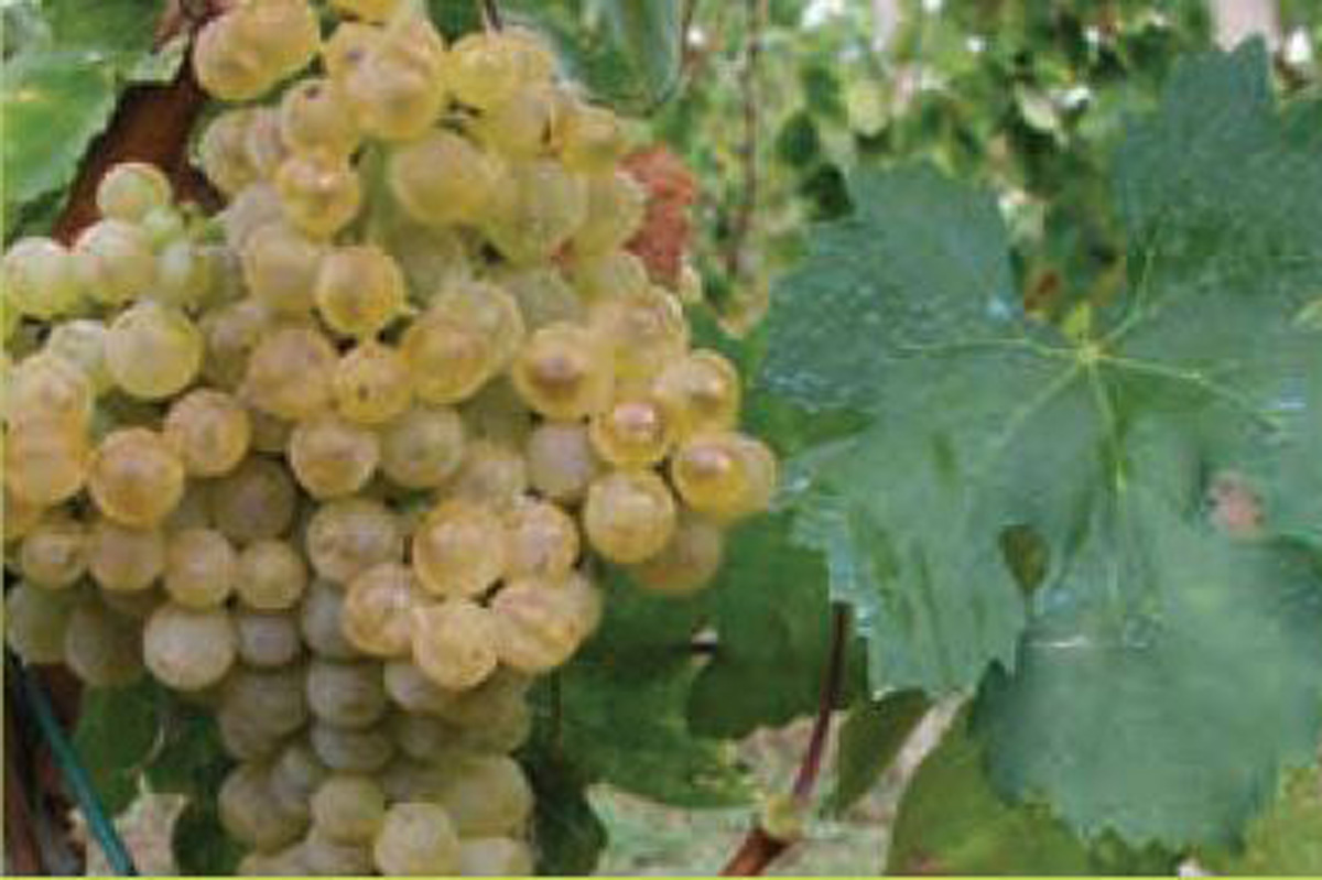 Dalmatian-Wine-Varieties-Malvasia-Dubrovacka
