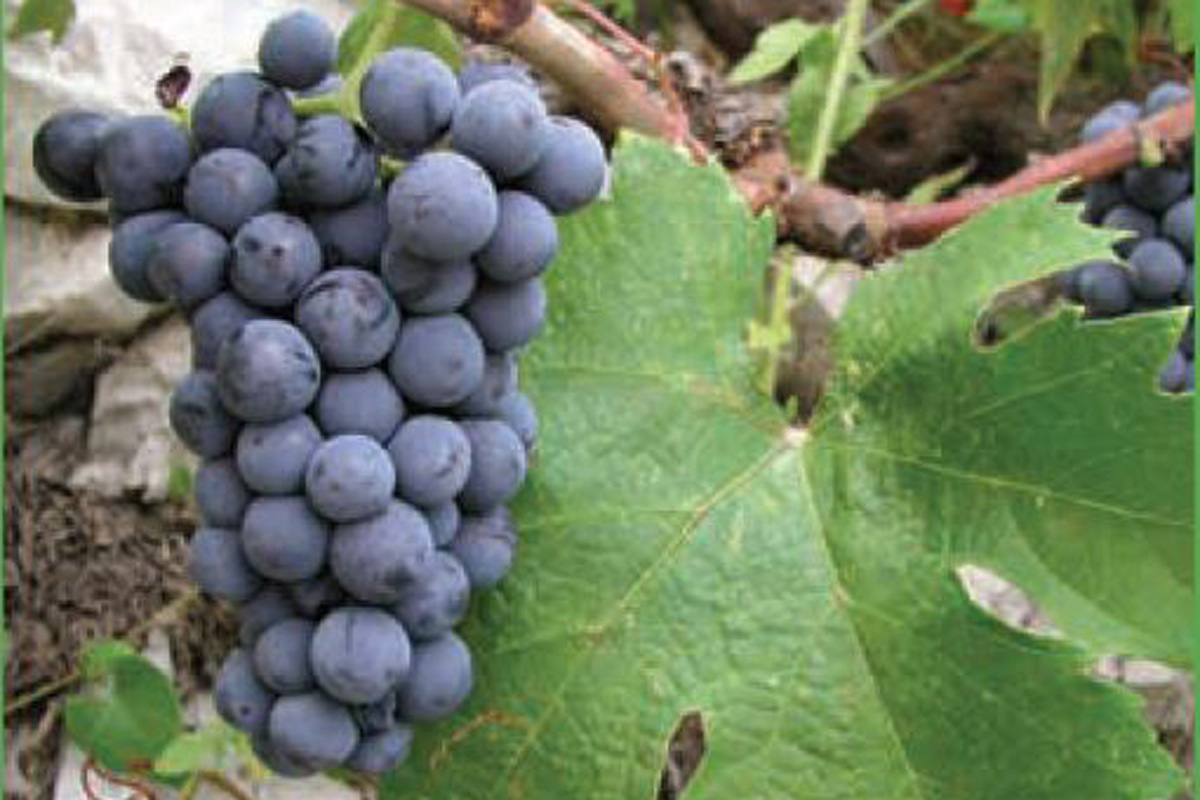 Dalmatian-Wine-Varieties-Plavac