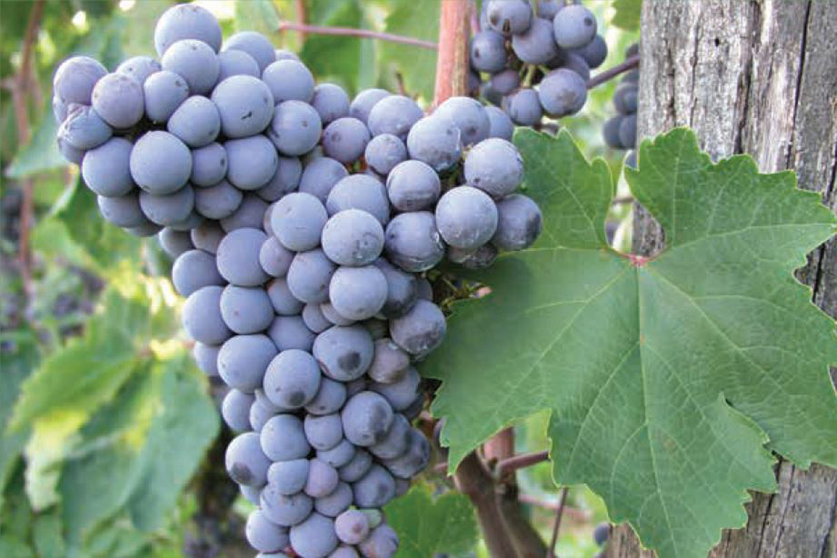 Dalmatian-Wine-Varieties-Plavina