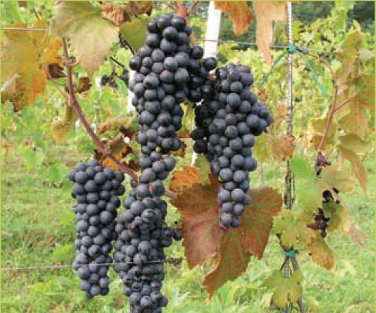 Dalmatian-Wine-Varieties-Tribidrag