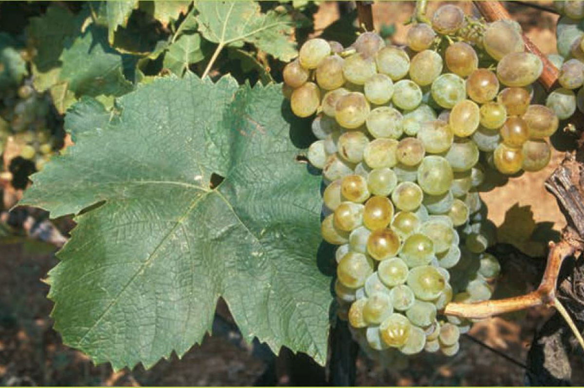 Dalmatian-Wine-Varieties-Vugava