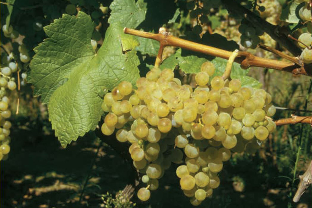Dalmatian-Wine-Varieties-Zlatarica