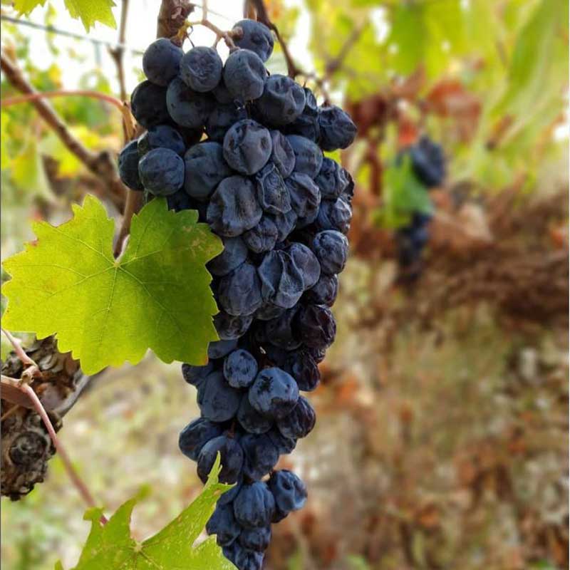 Prosek-explained_Babic-grape-dried-on-the-vine